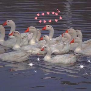 私处按摩spa养生精油养生
